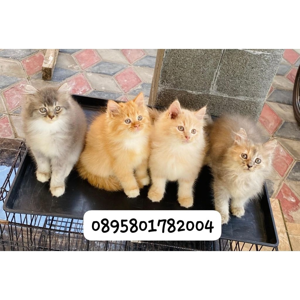Anak kucing persia jantan/kitten persia flatnose jantan