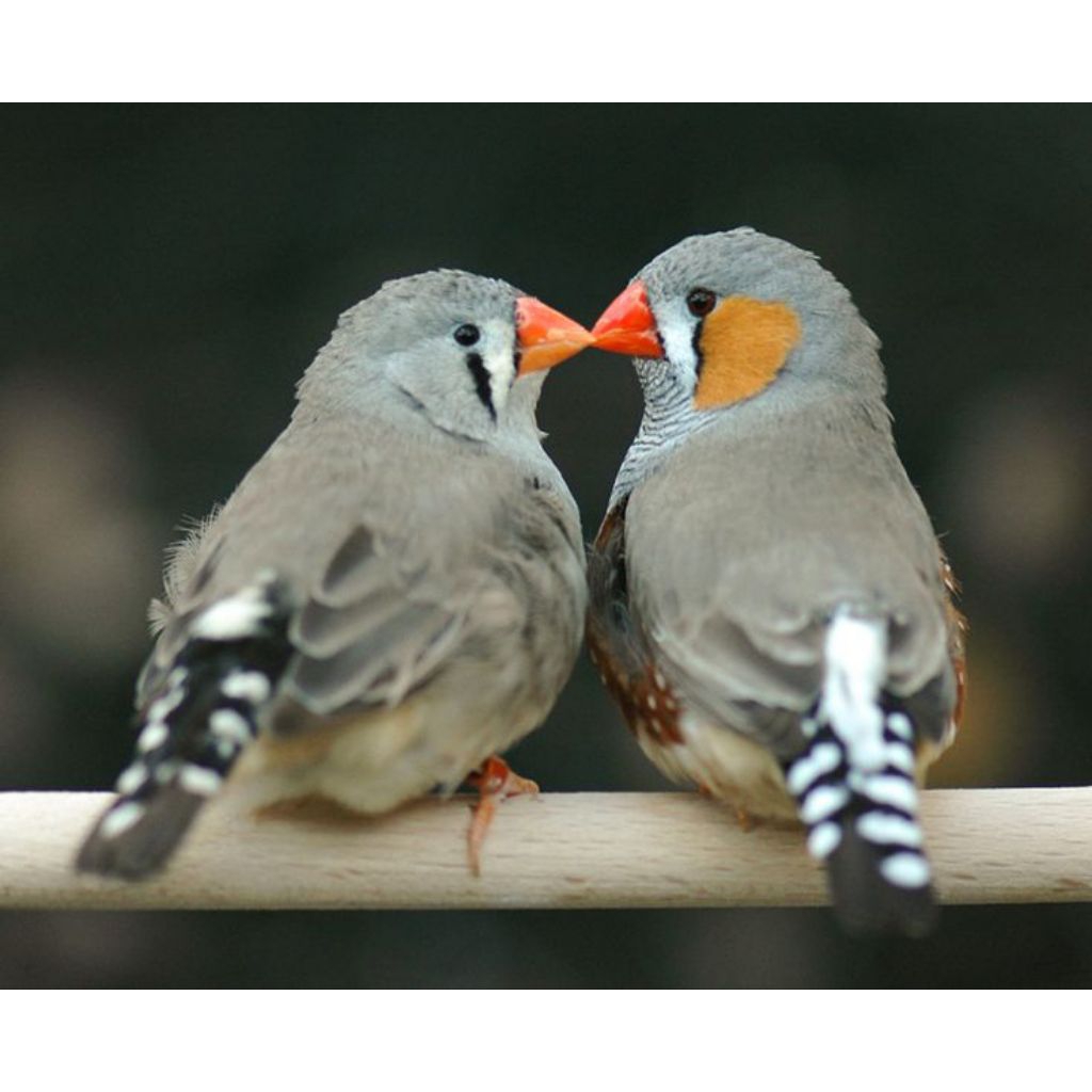 zebra finch timor sepasang dewasa