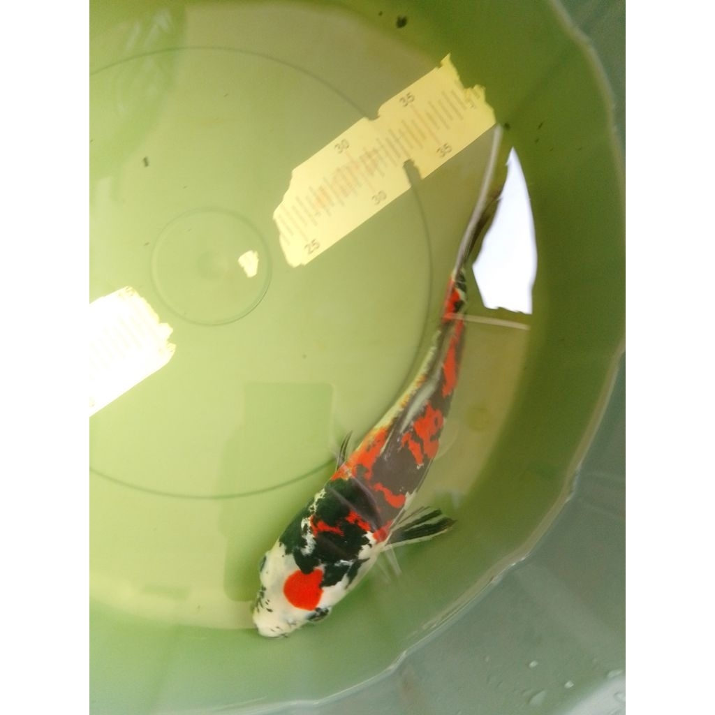 Ikan koi jenis Showa Doitsu 29cm warna strong