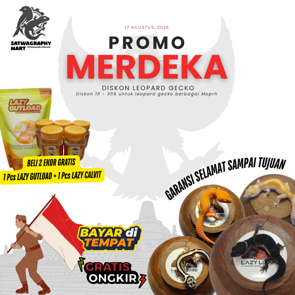 Mainan Anak Leopard Gecko Premium Murah Berbagai Warna dan Morph