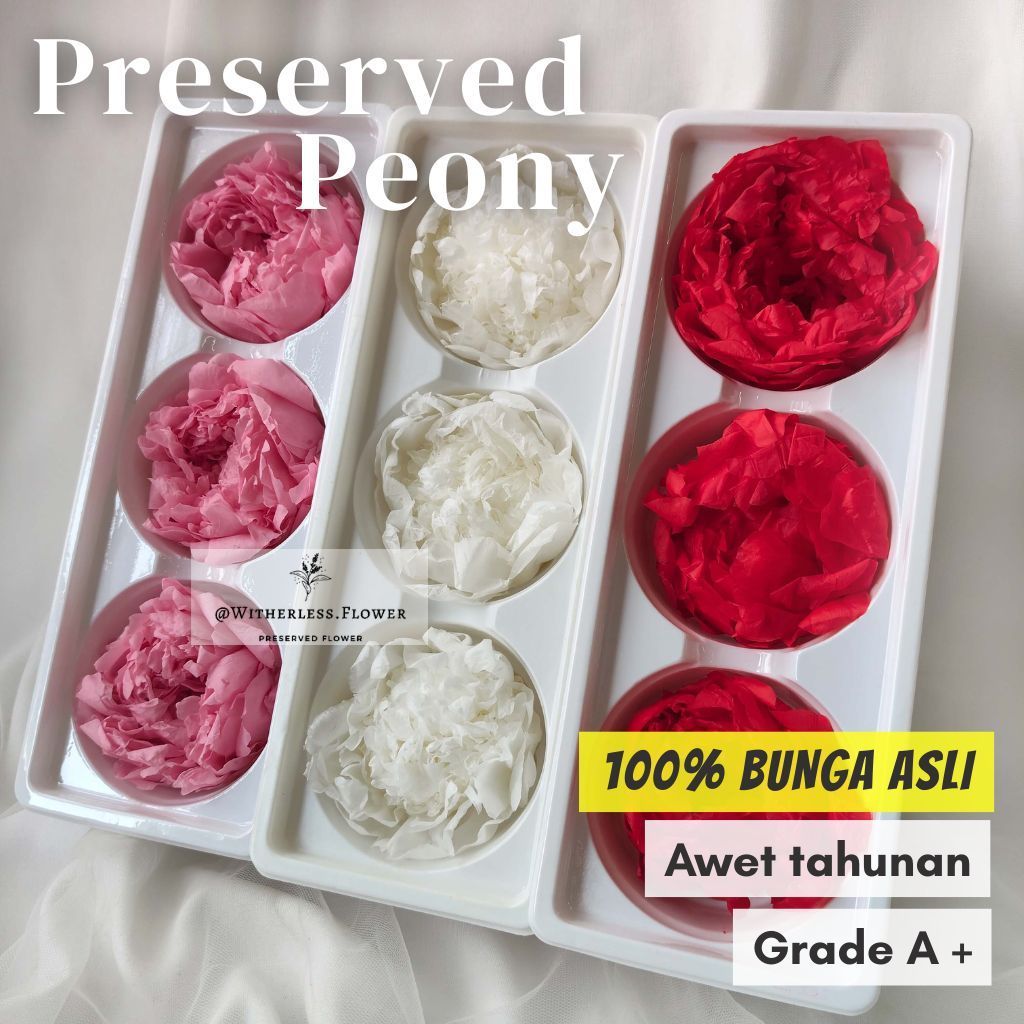 Preserved Peony 7-8 CM Grade A / Bunga Asli Peony Abadi / Preserved Flower Florist Buket Aesthetic