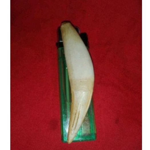 mestikaTarcanTua Kalimantan