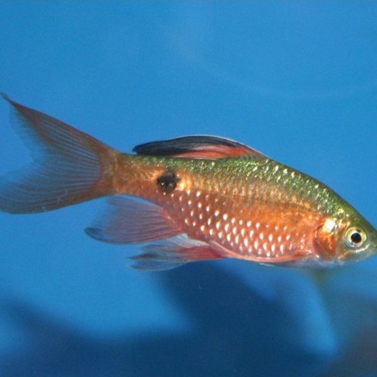 Ikan hias barbir slayer