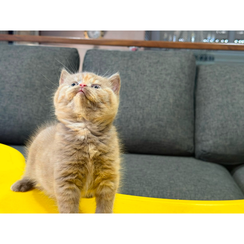 kucing kitten British ShortHair BSH Cinnamon Tortie Female