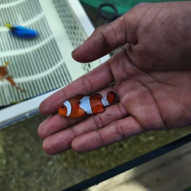 Ikan Nemo/Ikan badut ukuran s-m