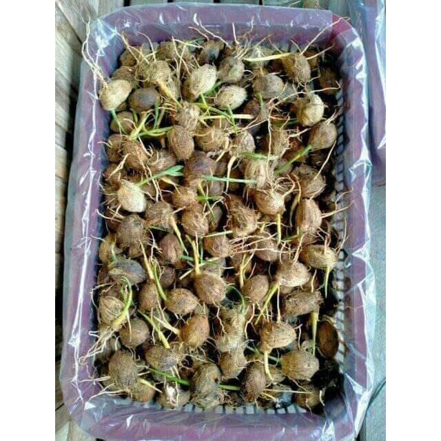 Grosir bibit pinang pandan wangi buah melimpah murah