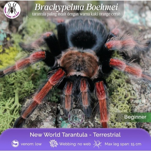 TARANTULA BRACHYPELMA BOEHMEI / MEXICAN FIRE LEG TARANTULA - JUVIE