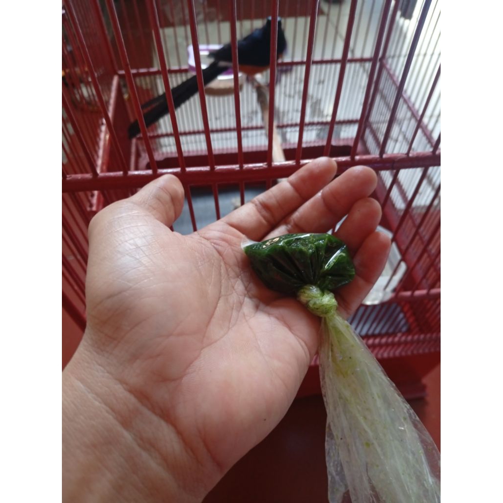 gurah burung