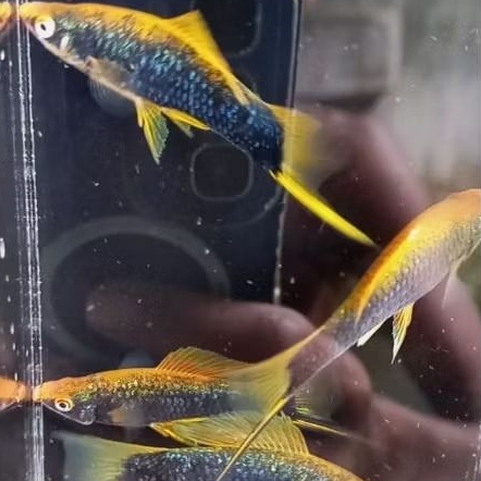 Hiasan aquarium platy hamburg ekor pedang