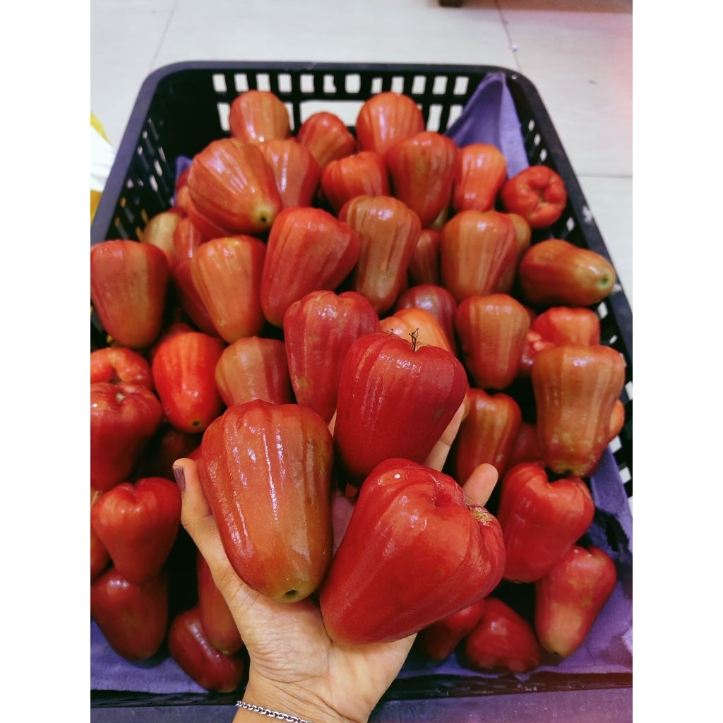 jambu citra madu