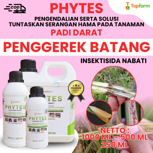 Insektisida Pembasmi Hama Penggerek Batang Padi Darat / Obat Pembasmi Hama Penggerek Batang Padi Dar