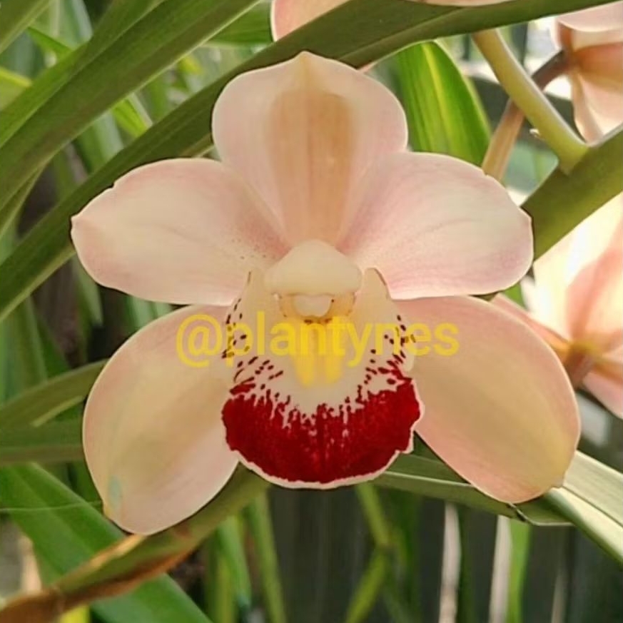 [LINK CO] Anggrek Cymbidium Aussie Street Pink
