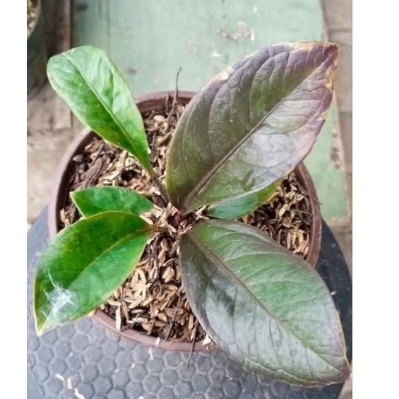 tanaman hias antorium jemani black