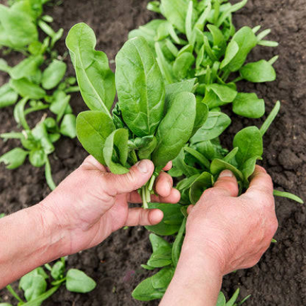 15 Biji benih sayuran import bayam jepang spinach medania horenzo poeleng