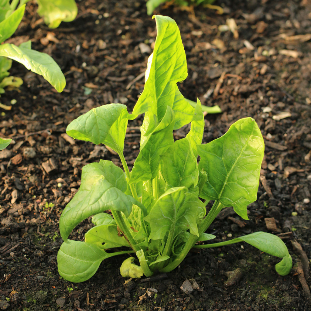 15 Biji benih sayuran import bayam jepang spinach medania horenzo