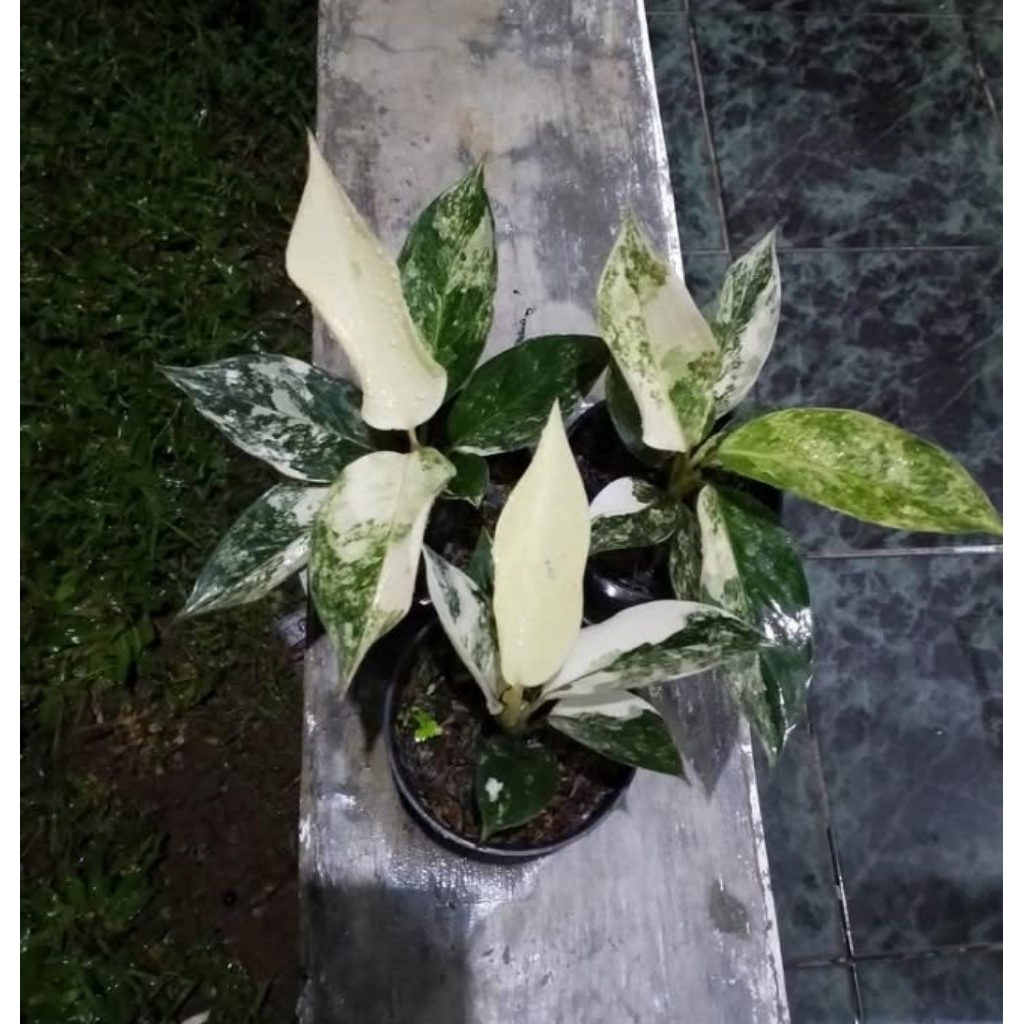 ag.siam jade