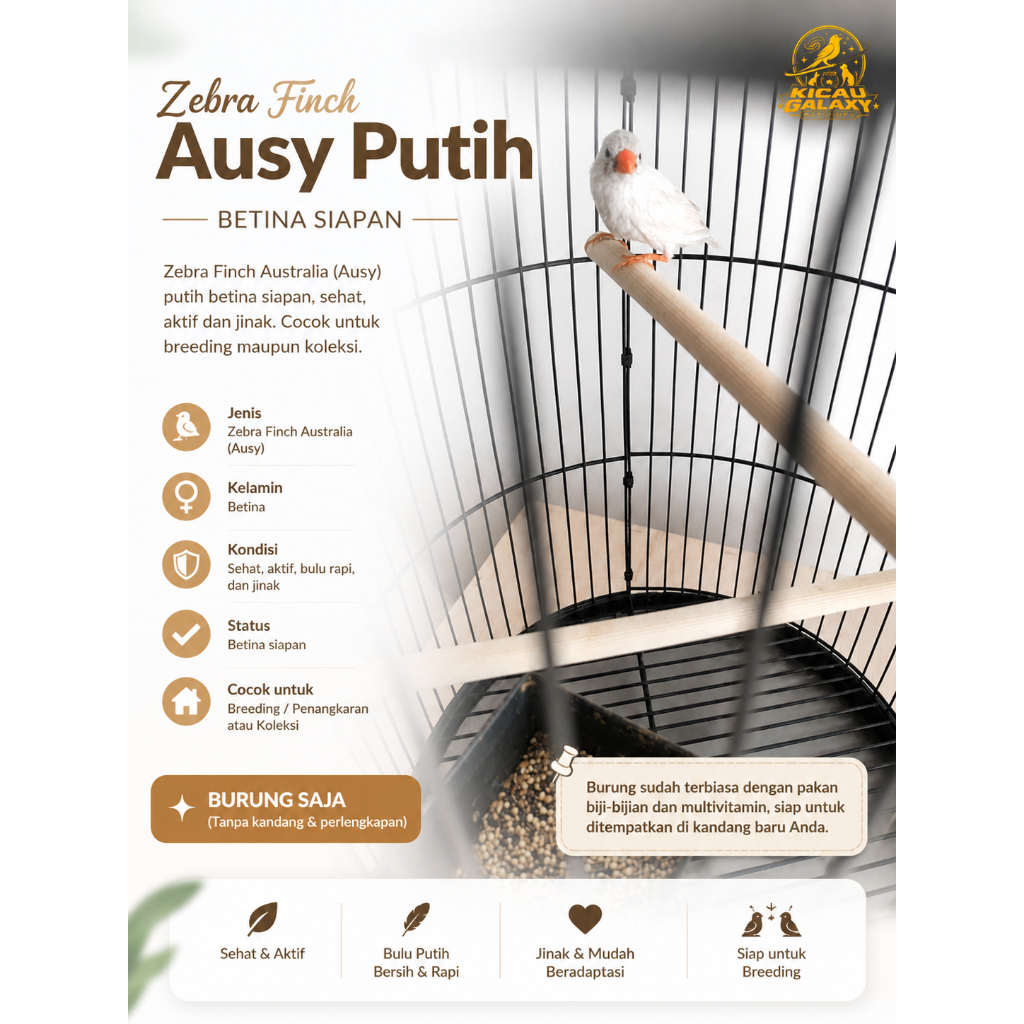 Burung zebra finch Australia (Ausy) putih betina dewasa: Murah
