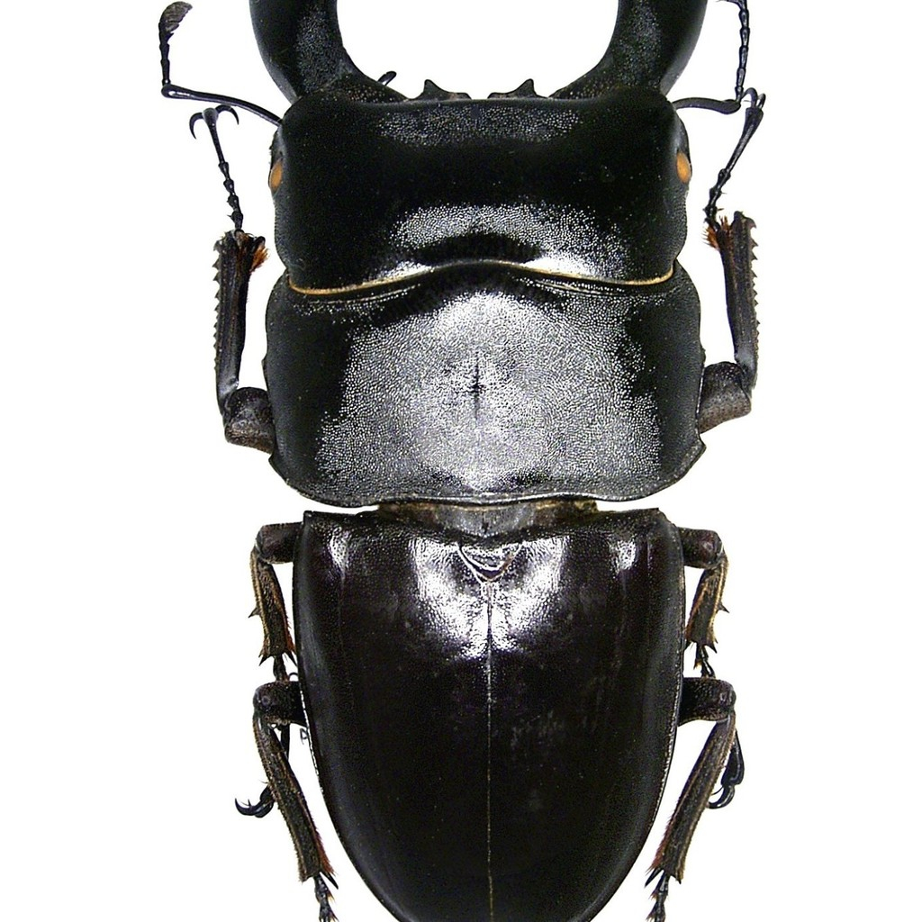 awetan serangga asli kumbang capit dorcus titanus