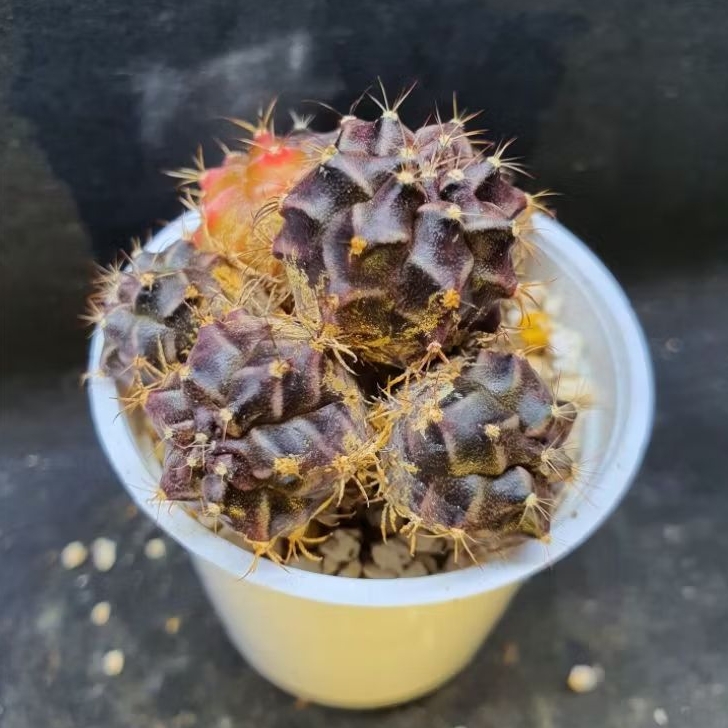 Kaktus Gymnocalycium id "Rootbeer" cluster (Gymnocalycium mihanovichii)