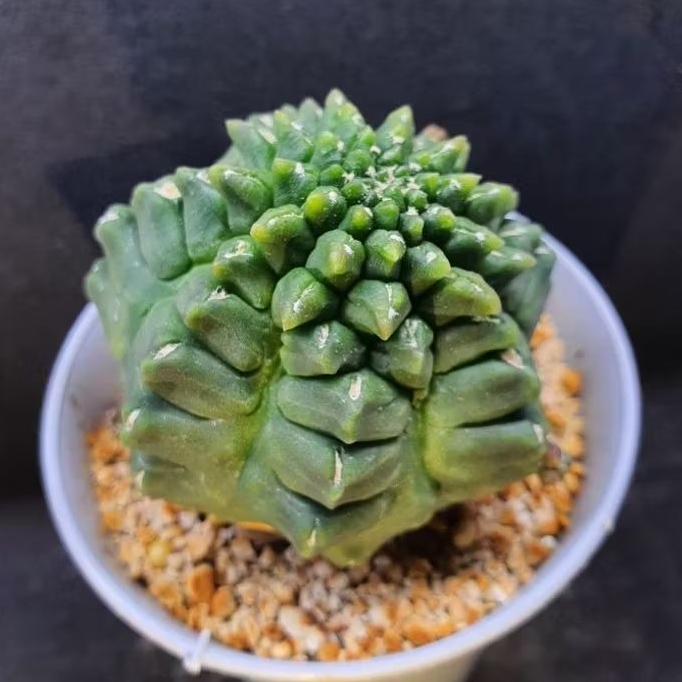 Kaktus Gymnocalycium "Kikko" cv. Ball (Gymnocalycium mihanovichii)