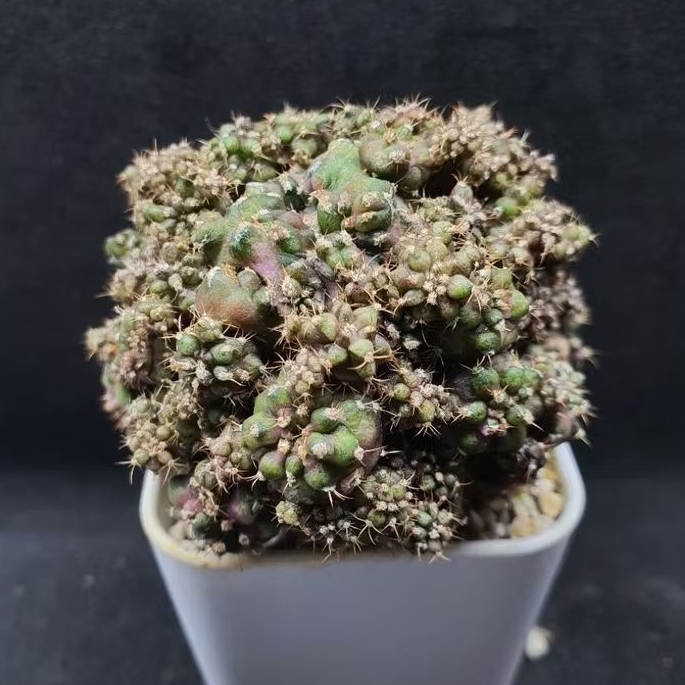 Kaktus Gymnocalycium T-series cluster (Gymnocalycium mihanovichii)