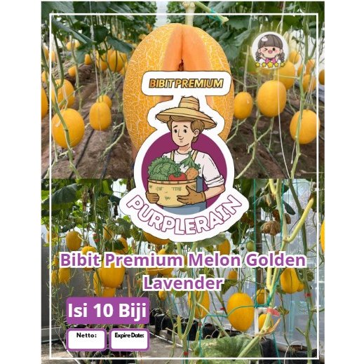 Bibit Premium Melon Golden Lavender | Biji Benih Melon Golden Lavender | Melon Golden Lavender