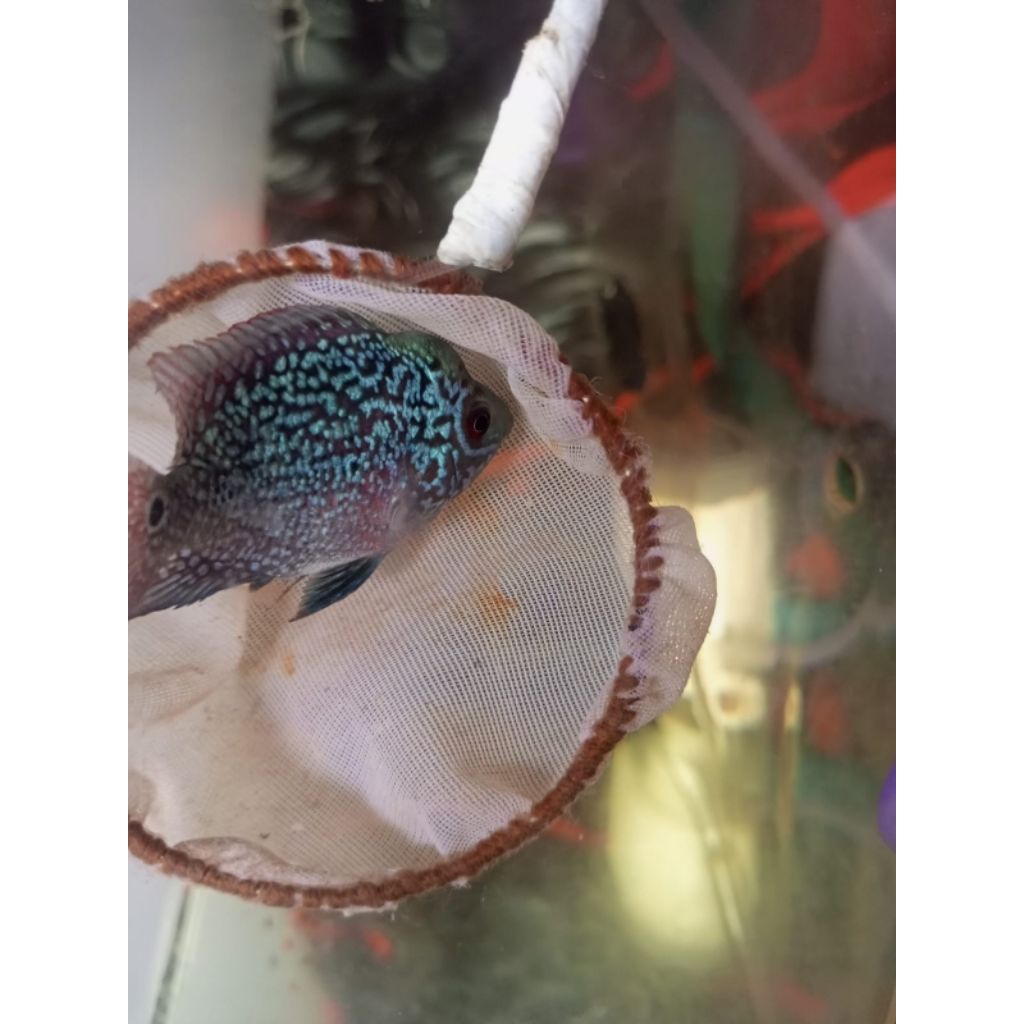 ikan louhan kamfa f3 cilnong 2jari
