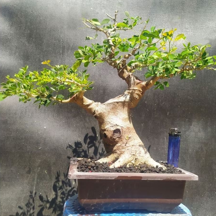 bonsai asem londo / kranji cakep realpict + potnya