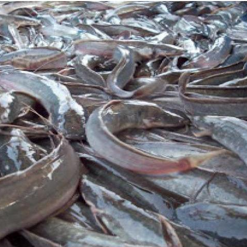 Ikan Lele Fresh Hidup