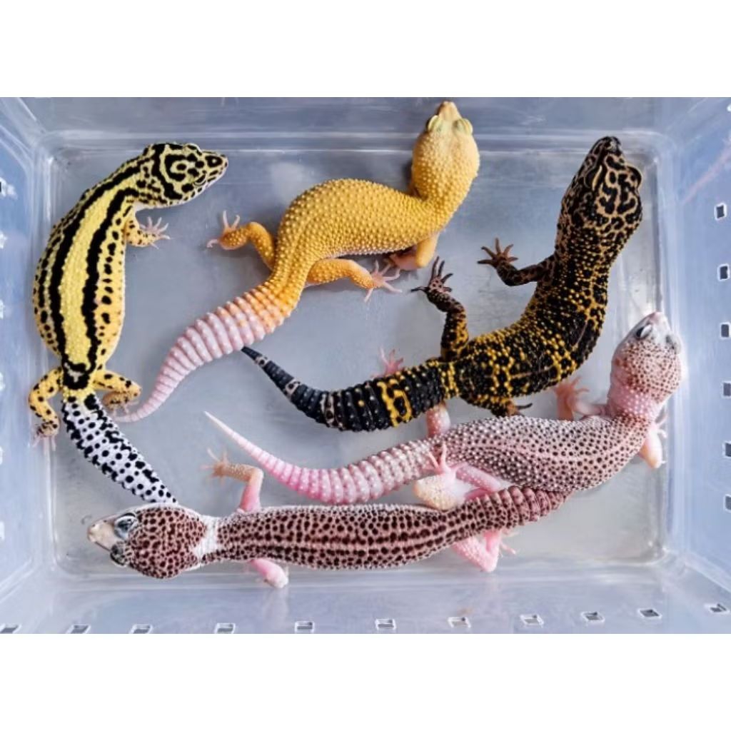 MAINAN GECKO LEOPARD DEWASA MURAH