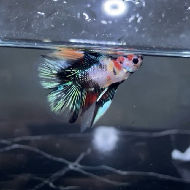 HMDT nemo galaxy