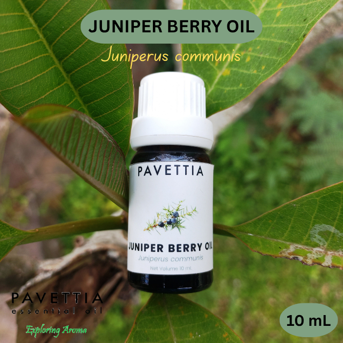 10 ml sampel - minyak Juniper berry - Juniper berry oil (Juniperus communis) - Essential oil / Minya