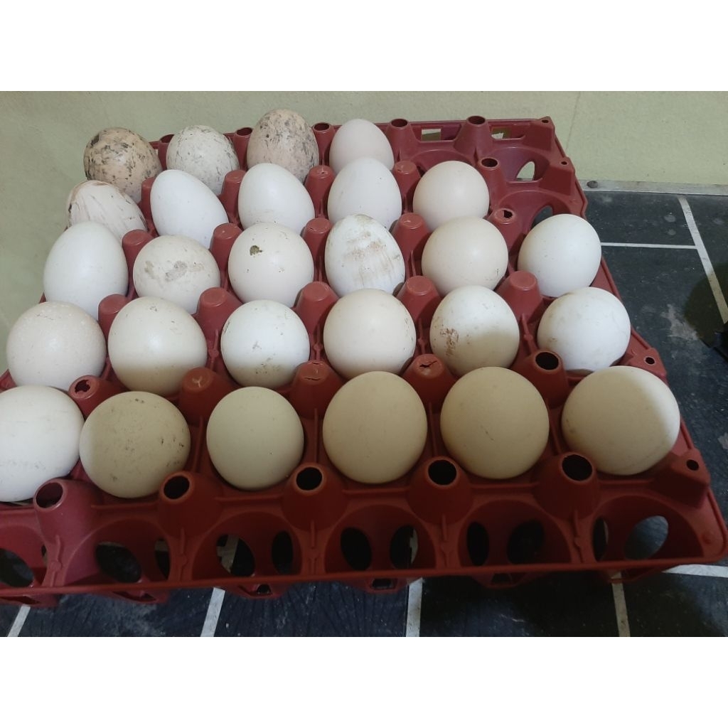 Telur Tetas Ayam elba Kampung Petelur Unggulan