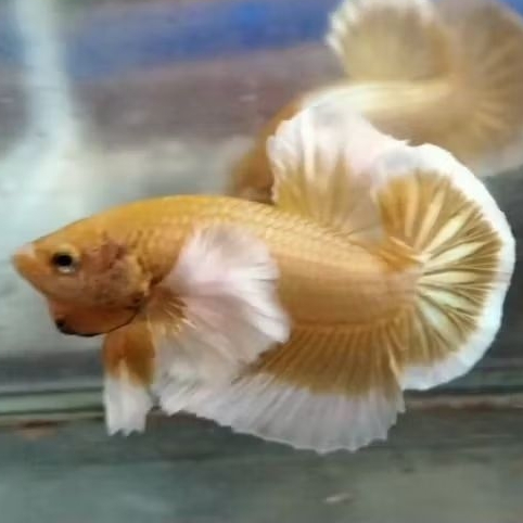 Dumbo ear Soft Gold