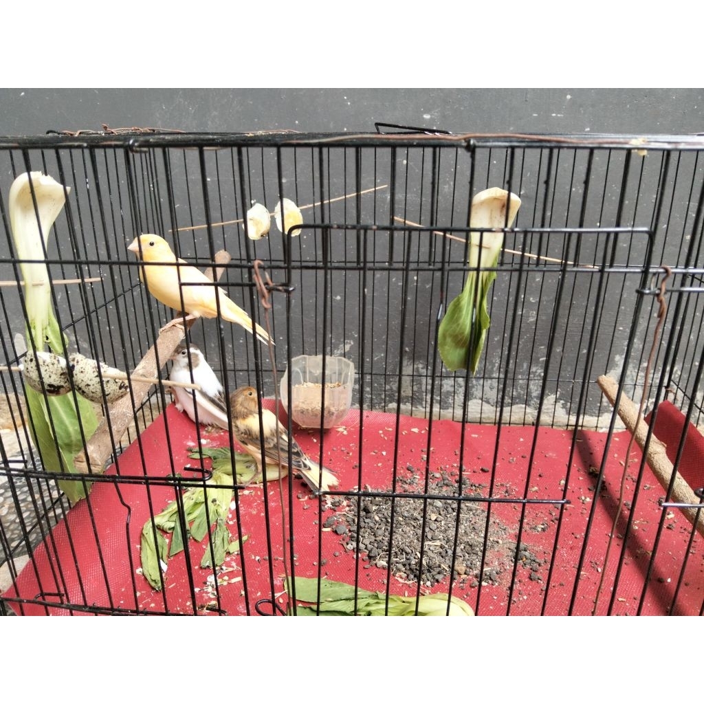 KENARI F1 RASMI