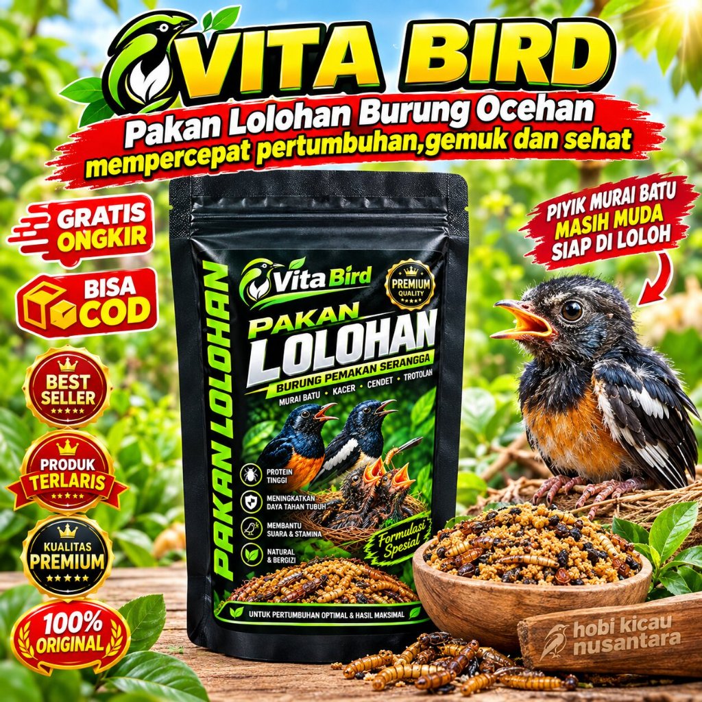 PAKAN LOLOHAN BONGSOR PAKAN LOLOHAN TROTOL MURAI BATU VOER LOLOH PIYIK BURUNG CINDIL MURAI BATU MAKA