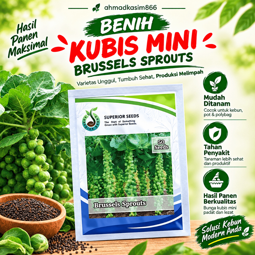 bisa cod Benih Kubis Mini Brussel Sprouts 50 Biji – Bibit Sayuran Brussel Sprout untuk Kebun & Pot