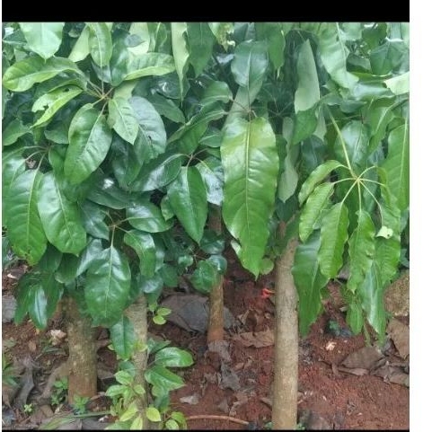 POHON WALISONGO HIJAU TINGGI 100 CM