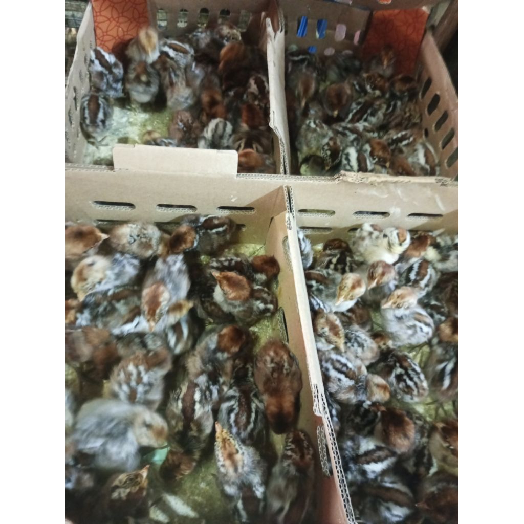 Ayam Kampung Arab Doc Ayam Arab Per Ekor