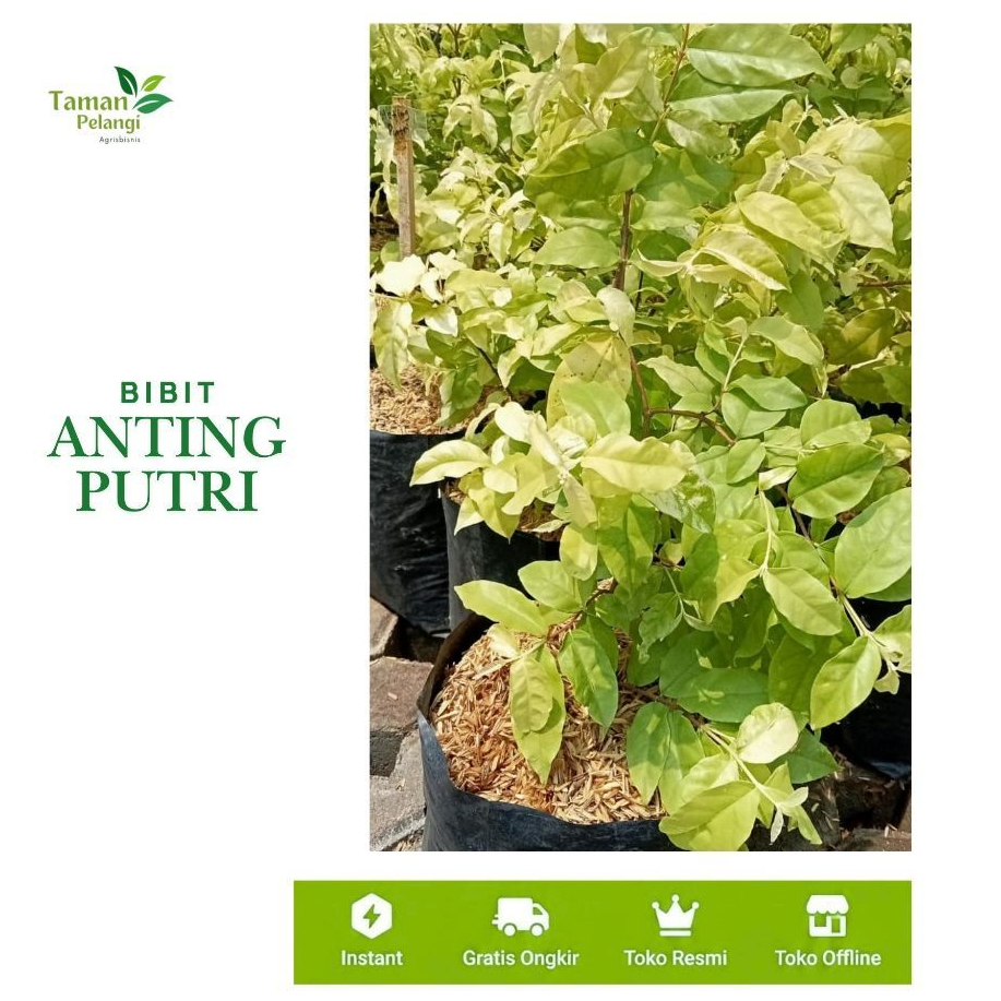Tanaman Hidup Bahan Bonsai Anting Putri Daun Mikro & Varigata /Anting Putri Mikro / Anput Micro Pros