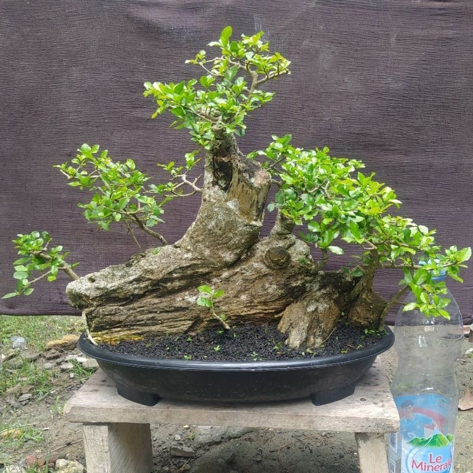 Bonsai serut besar panorama raft style cakep realpict + pot