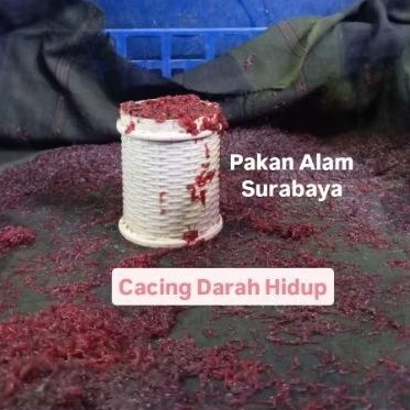 Cacing Darah Hidup - Pakan Ikan Hias Bergizi Tinggi, Segar, dan Berkualitas