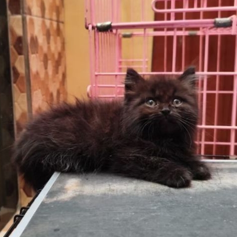 Kucing Sesuai Gambar Produk Promo Grosir Jual Anak Kucing Anakan Kitten Persia Himalaya 2.5 bulan Ja