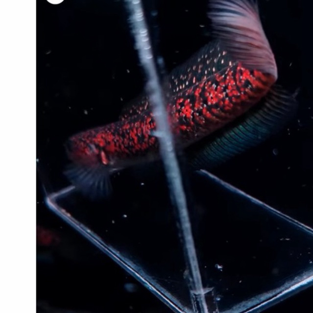 ASIATICA RED SPOT KALIMAYA MUTIARA BANYAK