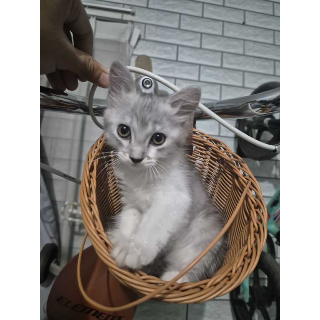 Adopsi anak kucing kitten himalayan betina