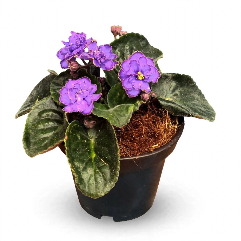 Tanaman Hias Violces bunga biru tumpuk - African violets blue double