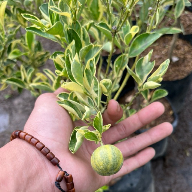 Bibit Jeruk Sunkist Varigieta | Jeruk sankis Varigata Okulasi Unggulan | Berbuah Manis Tak kenal Mus