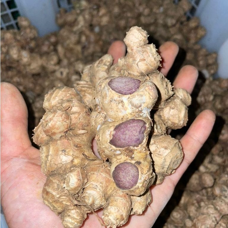 kunyit hitam asli isi 1 kg - kunyit hitam asli thailand