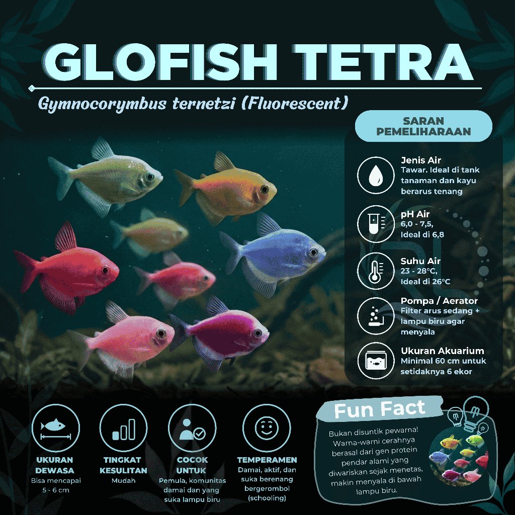 Glofish Tetra Warna Warni Menyala