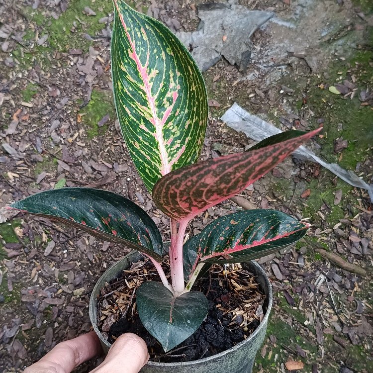 Aglonema Adelia - Tanaman Hias Aglonema Adelia / Aglaonema Adelia